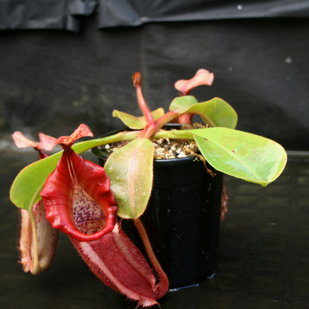 
                      
                        Nepenthes Song of Melancholy x veitchii "Pink Candy Cane", CAR-0046
                      
                    