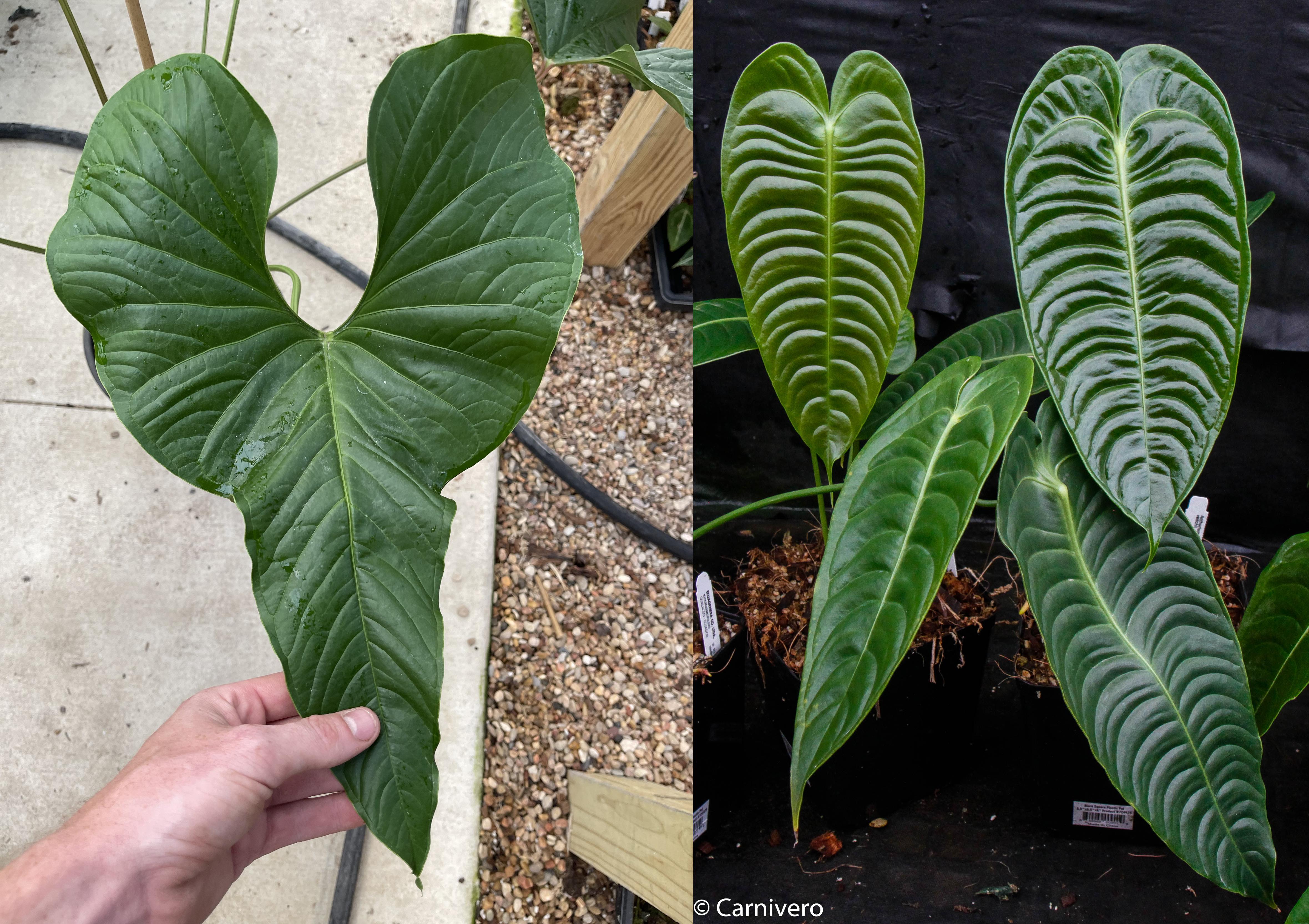 Anthurium acebeyae x veitchii, CAR-0255 – Carnivero