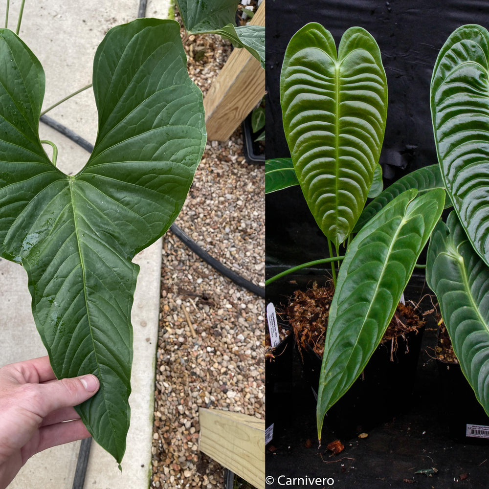 
                      
                        Anthurium acebeyae x veitchii, CAR-0255
                      
                    
