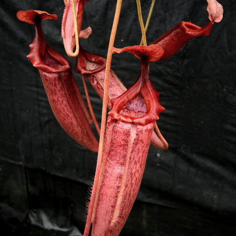 Red Nepenthes Song of Melancholy x mira pitcher plant with several elongated red pitchers against a dark background.