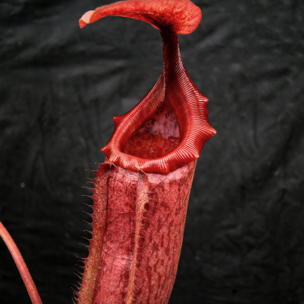 
                      
                        Nepenthes Song of Melancholy x mira, CAR-0124, pitcher plant, carnivorous plant, collectors plant, large pitchers, rare plants
                      
                    