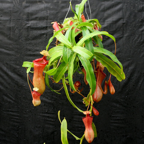Hanging Nepenthes ventricosa Red plant with bright green leaves and multiple red pitcher traps against a black backdrop.