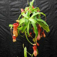 Nepenthes ventricosa Red (BE x AG3), CAR-0140