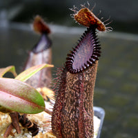 Nepenthes hamata (Tambusisi x Lumut), BE-4044