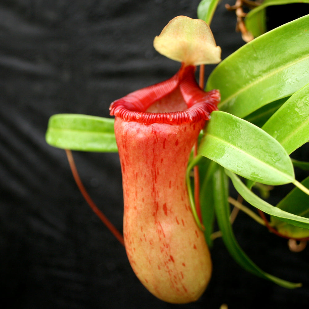 
                      
                        Nepenthes ventricosa Red (BE x AG3), CAR-0140, pitcher plant, carnivorous plant, collectors plant, large pitchers, rare plants 
                      
                    