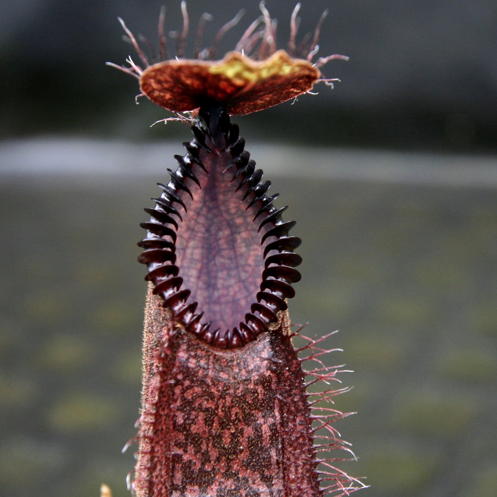 
                      
                        Nepenthes hamata (Tambusisi x Lumut), BE-4044, pitcher plant, carnivorous plant, collectors plant, large pitchers, rare plants 
                      
                    