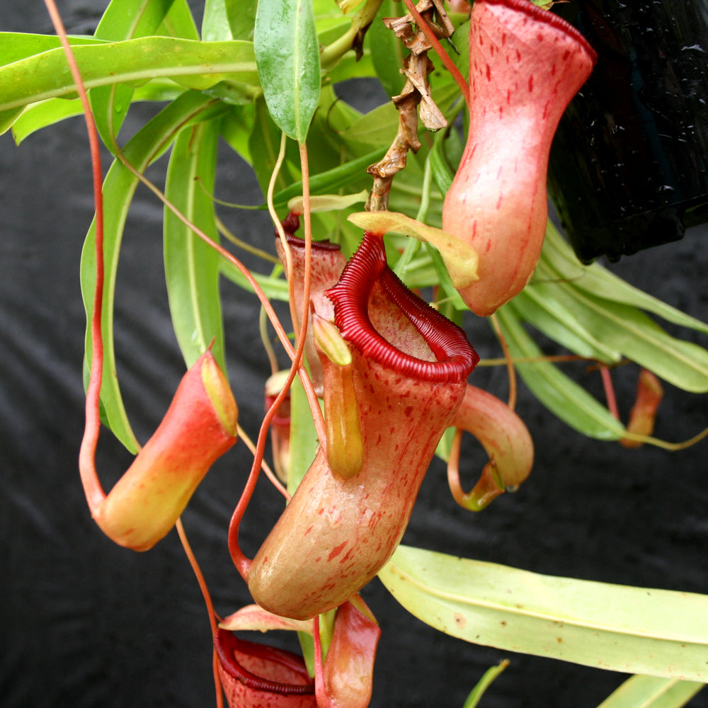 
                      
                        Nepenthes ventricosa Red (BE x AG3), CAR-0140, pitcher plant, carnivorous plant, collectors plant, large pitchers, rare plants 
                      
                    