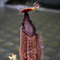 Nepenthes hamata (Tambusisi x Lumut), BE-4044, pitcher plant, carnivorous plant, collectors plant, large pitchers, rare plants 