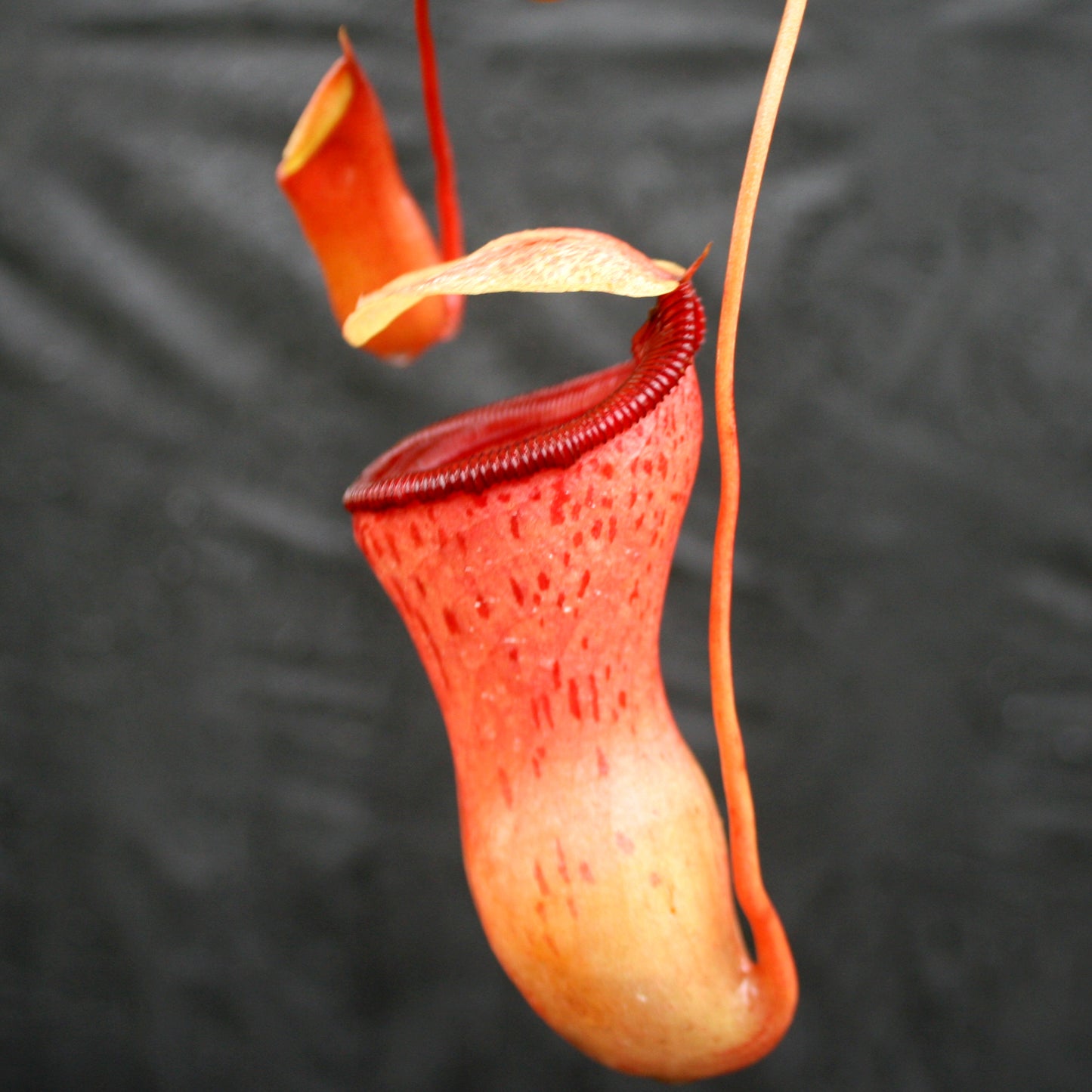 Nepenthes ventricosa Red (BE x AG3), CAR-0140, pitcher plant, carnivorous plant, collectors plant, large pitchers, rare plants 