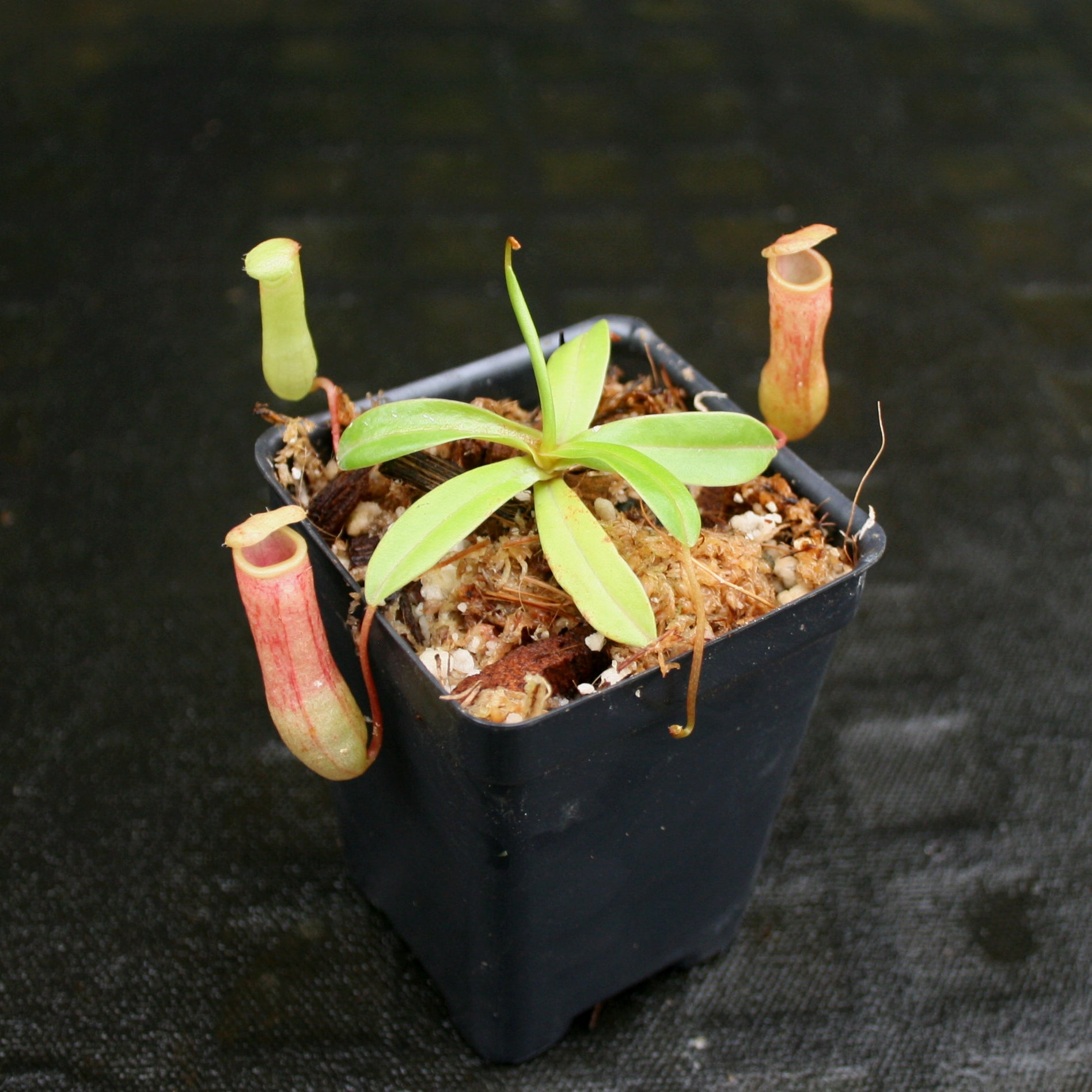 Nepenthes ventricosa Red (BE x AG3), CAR-0140 – Carnivero