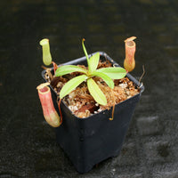 Nepenthes ventricosa Red (BE x AG3), CAR-0140