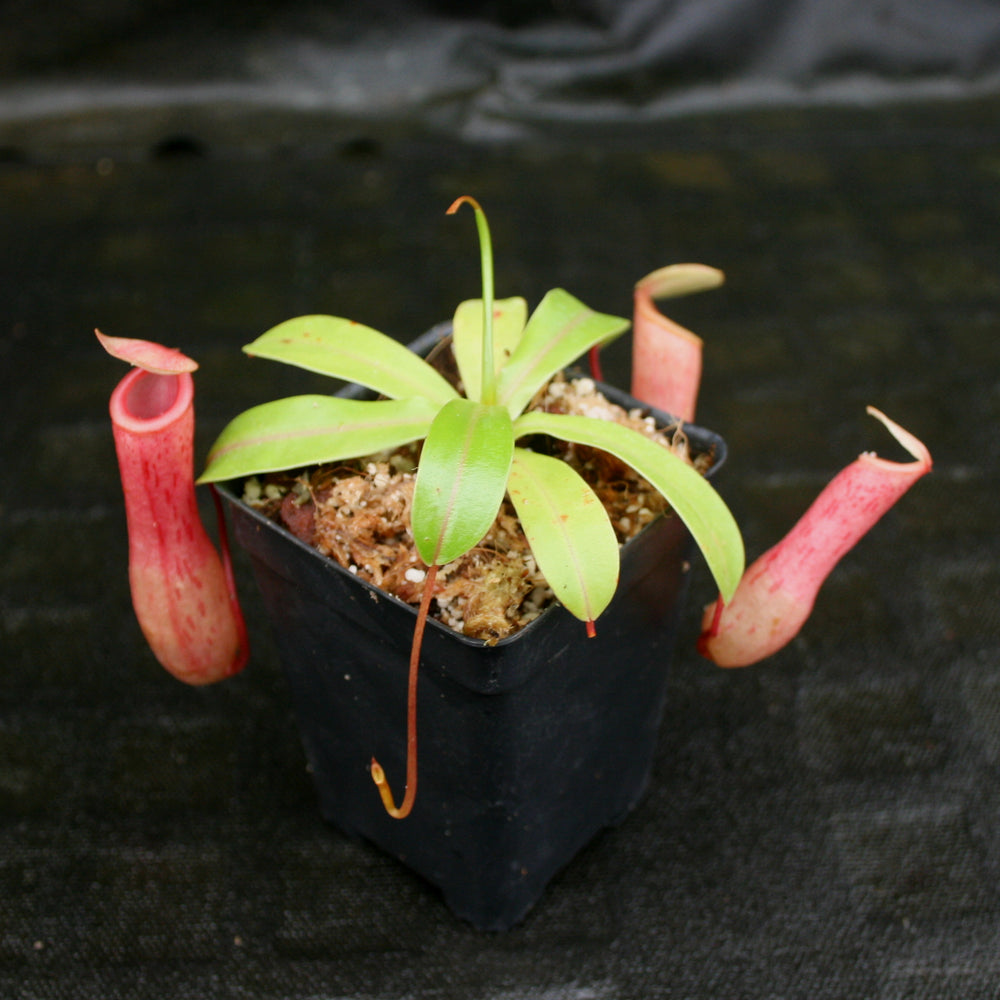 
                      
                        Nepenthes ventricosa Red (BE x AG3), CAR-0140, pitcher plant, carnivorous plant, collectors plant, large pitchers, rare plants 
                      
                    