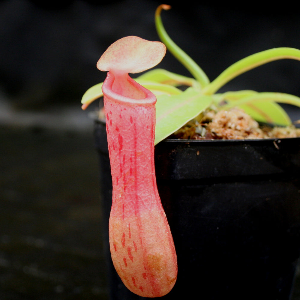 
                      
                        Nepenthes ventricosa Red (BE x AG3), CAR-0140, pitcher plant, carnivorous plant, collectors plant, large pitchers, rare plants 
                      
                    