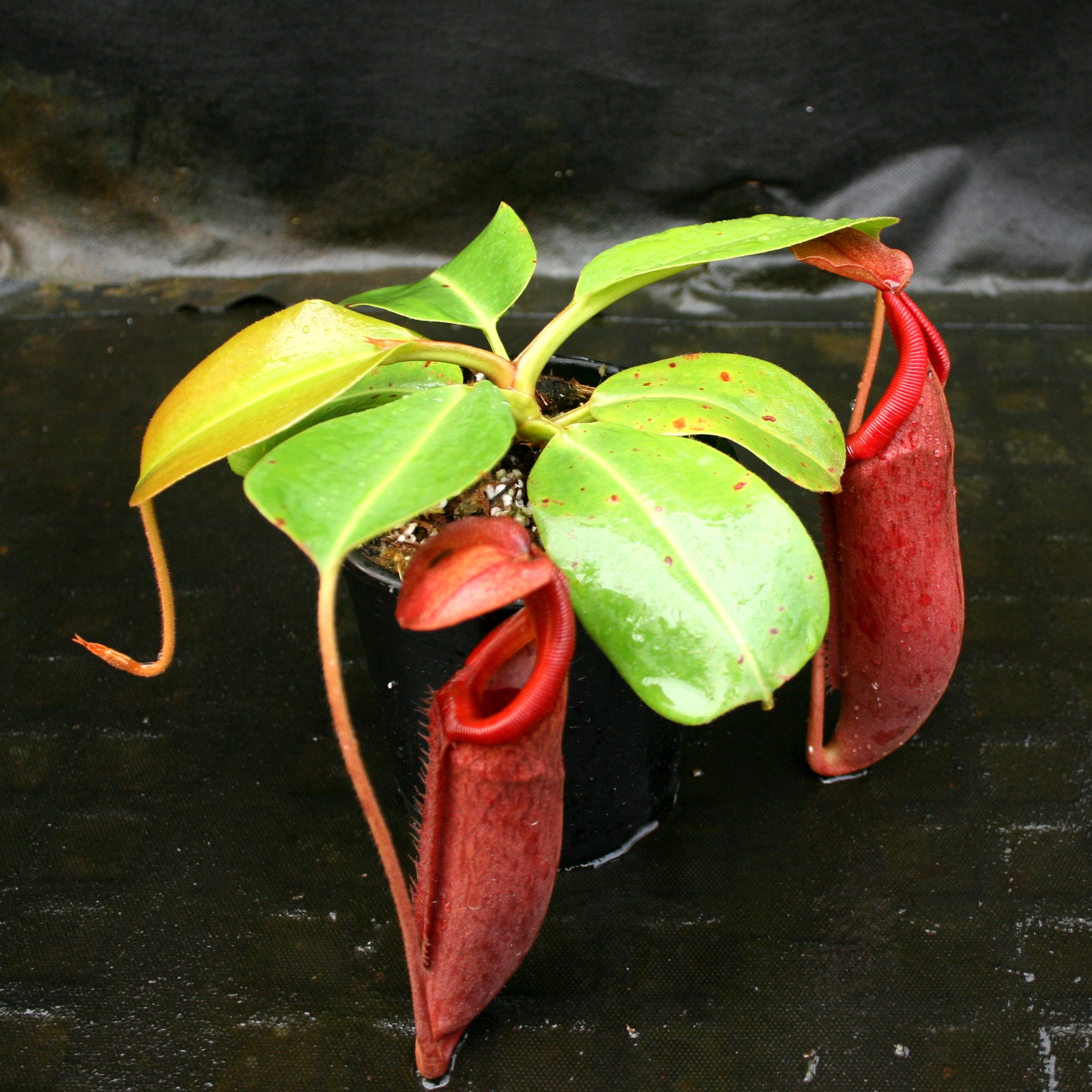 Nepenthes (Pitcher Plants) | Carnivero – Page 20