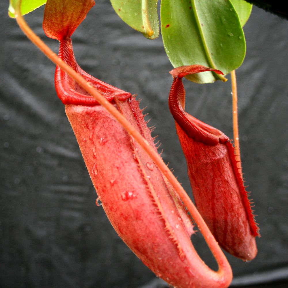 
                      
                        Nepenthes truncata (d) x mira, CAR-0075
                      
                    