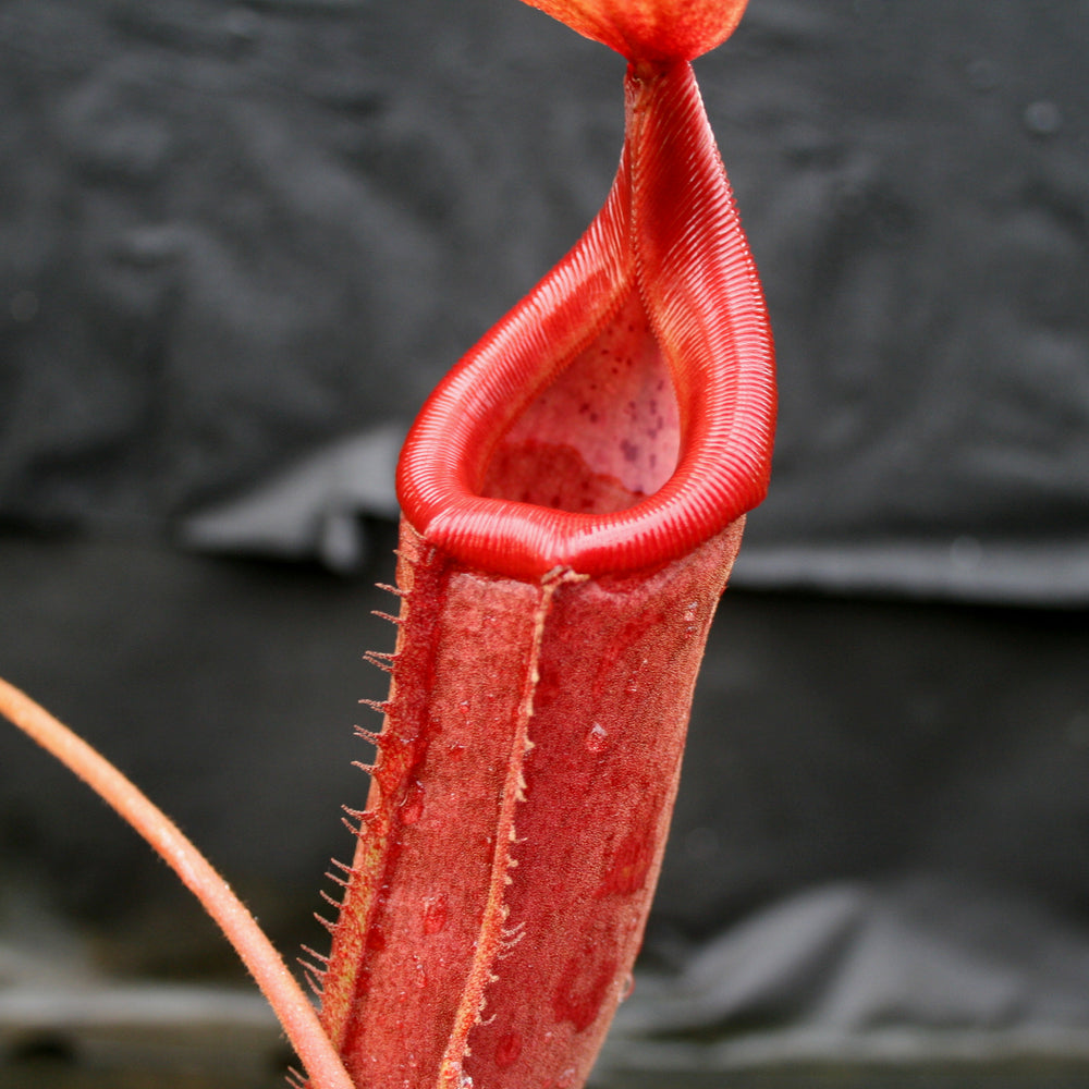 
                      
                        Nepenthes truncata (d) x mira, CAR-0075
                      
                    