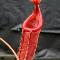 Nepenthes truncata (d) x mira, CAR-0075