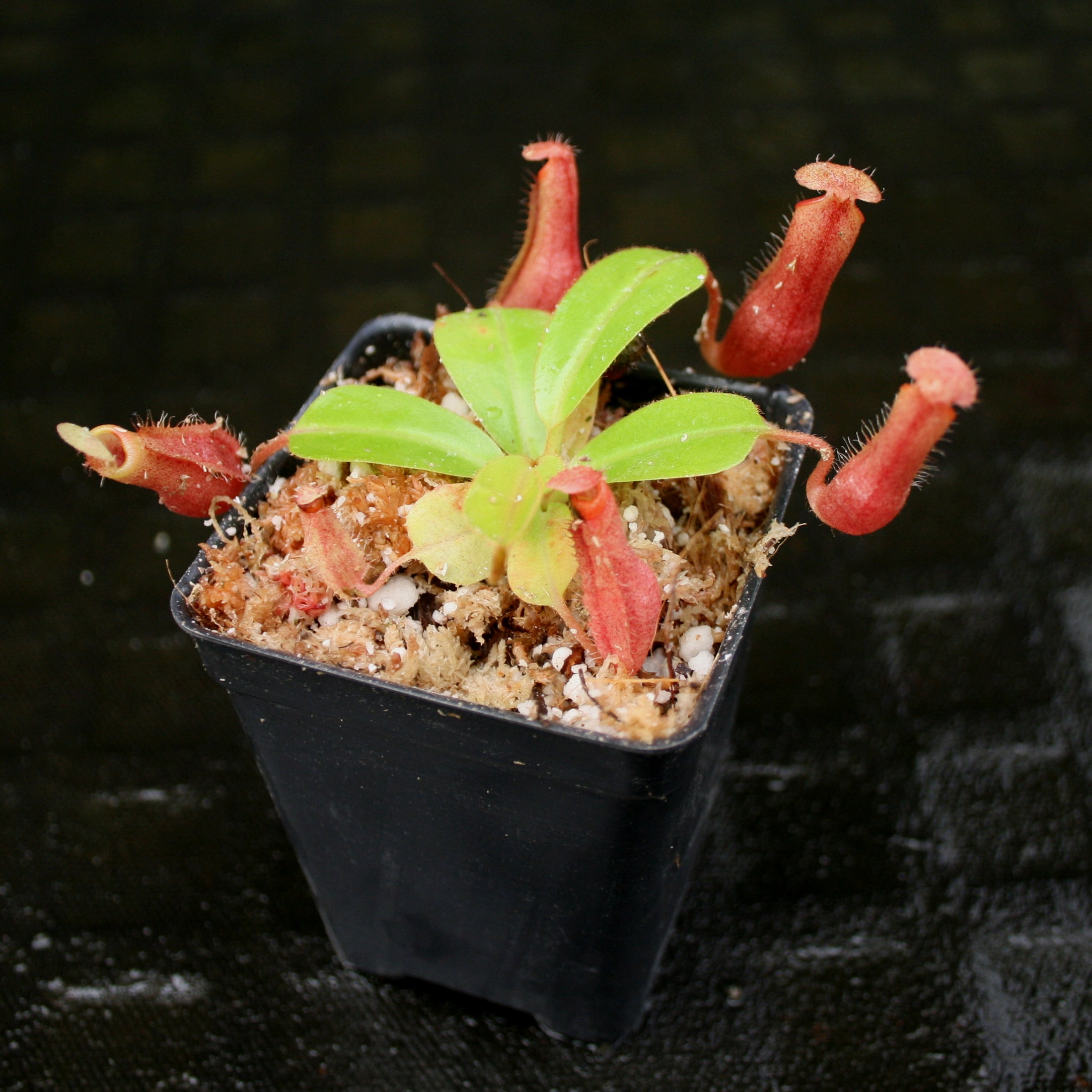 Nepenthes truncata (d) x mira, CAR-0075 – Carnivero