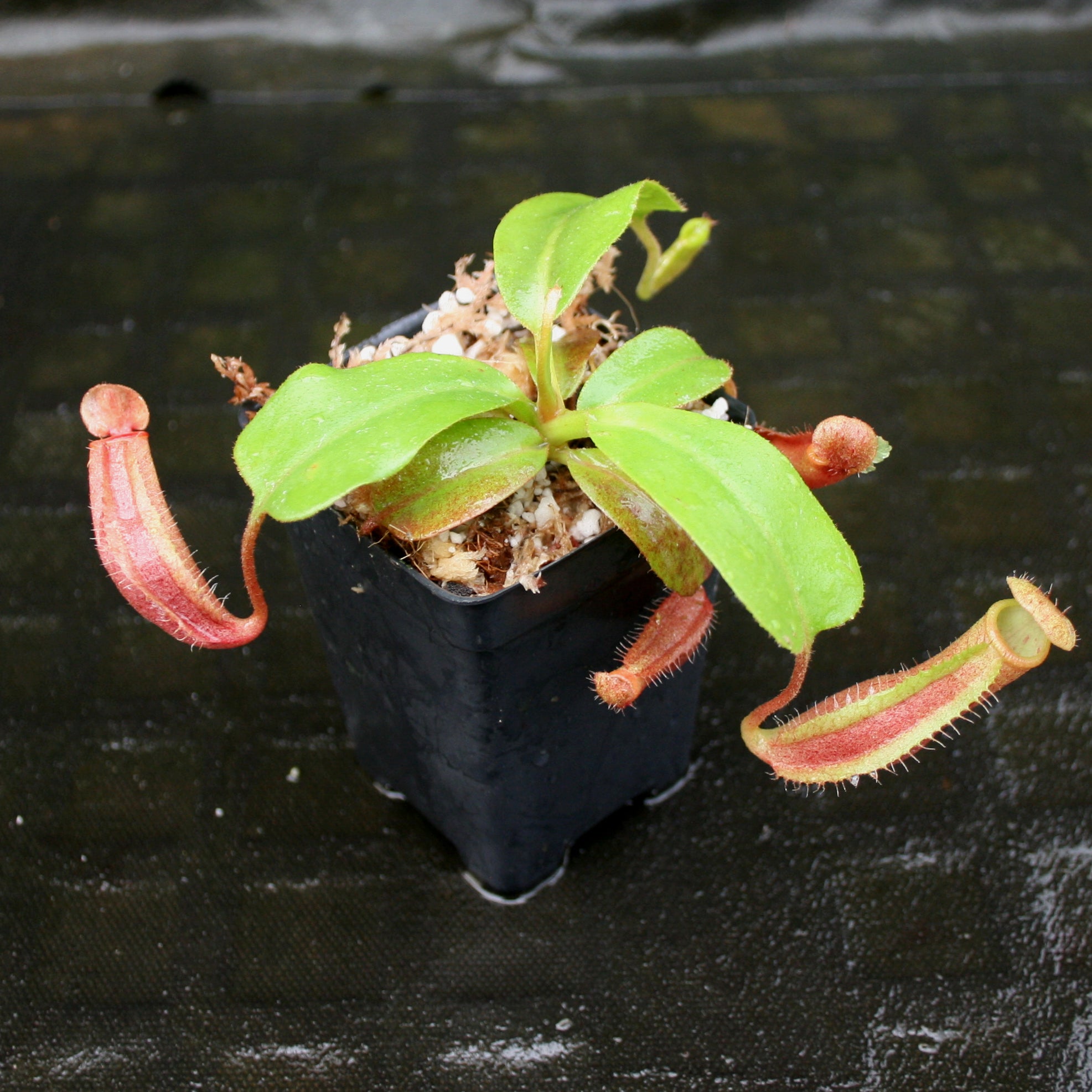 Nepenthes truncata (d) x mira, CAR-0075 – Carnivero