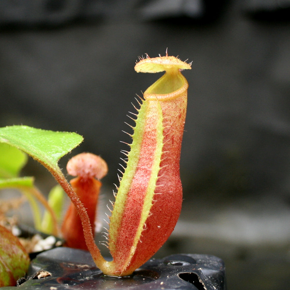 
                      
                        Nepenthes truncata (d) x mira, CAR-0075
                      
                    