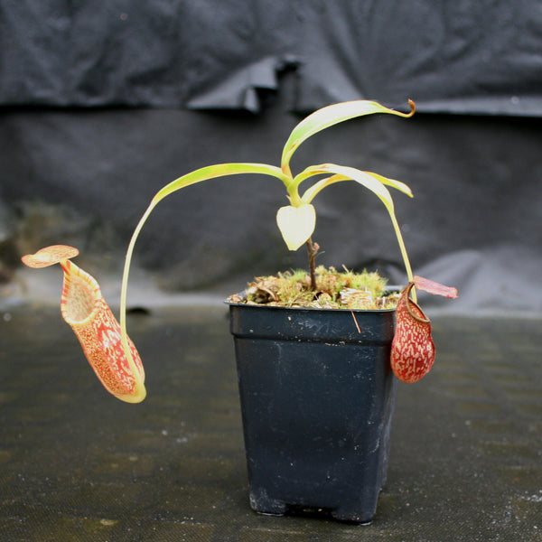 Nepenthes (spathulata x spectabilis) BE Best x (spectabilis x talangensis), CAR-0146