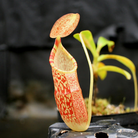 Nepenthes BE Best x spectabilis pitcher with tall yellowish body covered in red speckles and an orange lid.