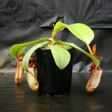 Nepenthes [(Rokko x boschiana) x veitchii] x [(ventricosa x sibuyanensis) x TM]-clone B , CAR-0105