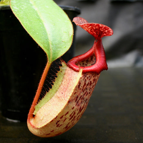 Red Nepenthes clone B pitcher with a long curved neck and bright red peristome against a dark background.