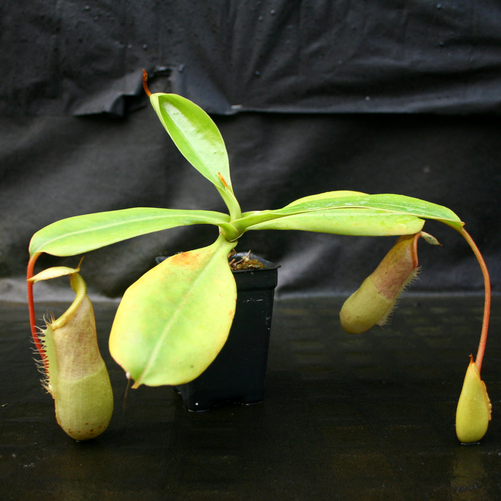 
                      
                        Nepenthes [(Rokko x boschiana) x veitchii] x [(ventricosa x sibuyanensis) x TM]-clone B , CAR-0105
                      
                    