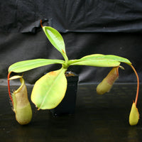 Nepenthes [(Rokko x boschiana) x veitchii] x [(ventricosa x sibuyanensis) x TM]-clone B , CAR-0105