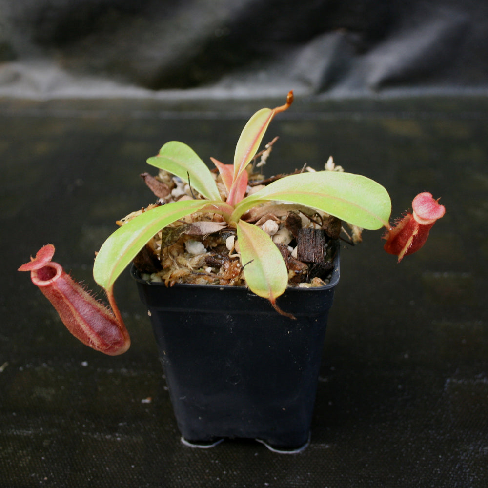 
                      
                        Nepenthes [(Rokko x boschiana) x veitchii] x [(ventricosa x sibuyanensis) x TM]-clone B , CAR-0105
                      
                    