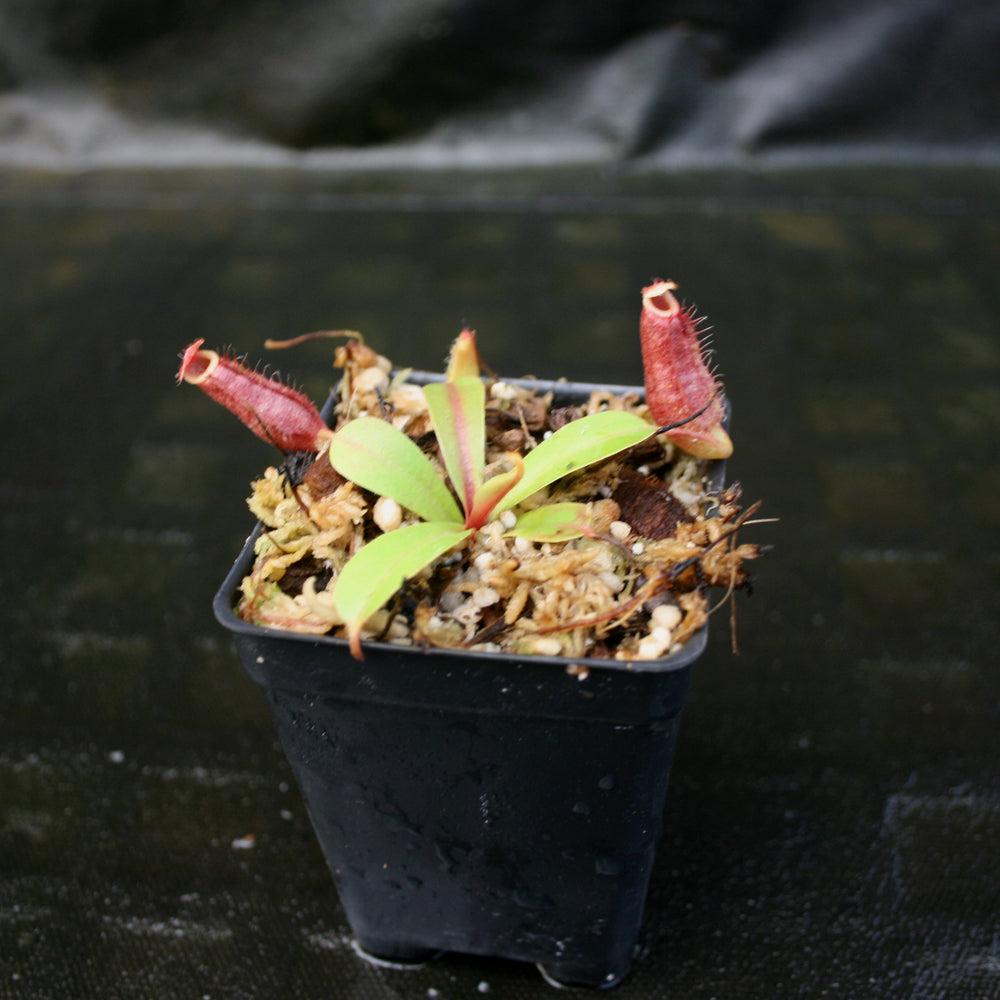 
                      
                        Nepenthes [(Rokko x boschiana) x veitchii] x [(ventricosa x sibuyanensis) x TM]-clone B , CAR-0105
                      
                    