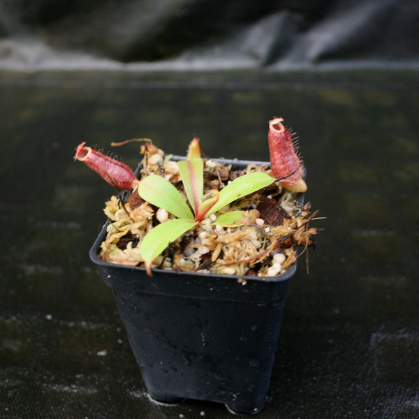 Nepenthes [(Rokko x boschiana) x veitchii] x [(ventricosa x sibuyanensis) x TM]-clone B , CAR-0105