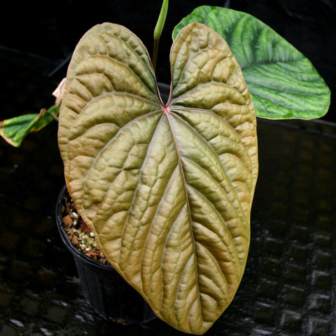 Golden bronze Anthurium debilis leaf with quilted veins in a pot