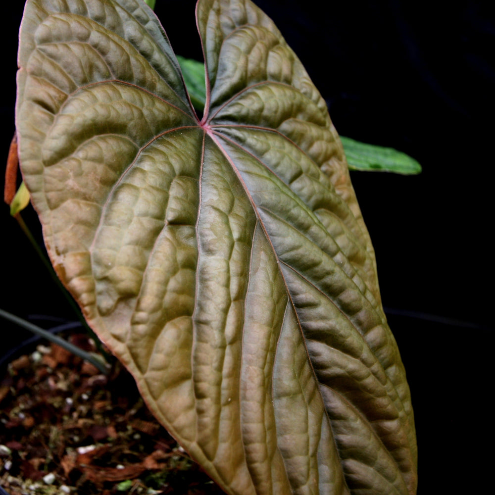 
                      
                        Anthurium debilis
                      
                    