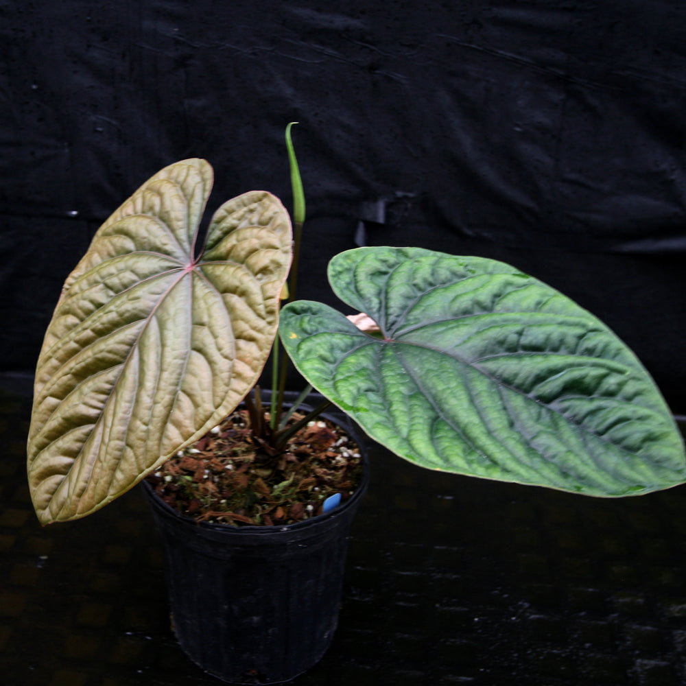 
                      
                        Anthurium debilis
                      
                    