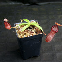 Nepenthes (spathulata x jacquelineae) x hamata MT, CAR-0144