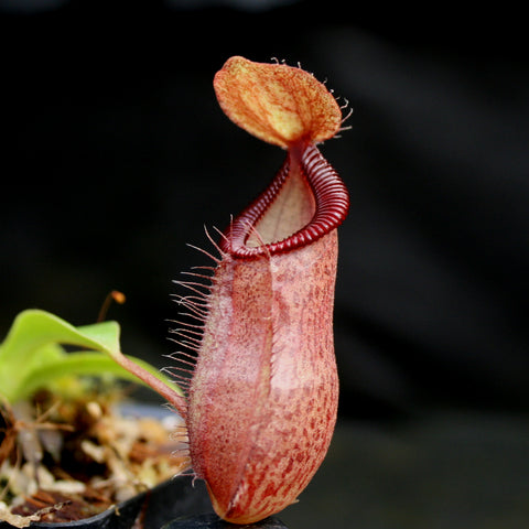 Nepenthes spathulata x jacquelineae x hamata MT pitcher with pink red body and hairy peristome.