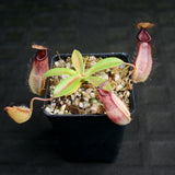 Nepenthes (spathulata x jacquelineae) x hamata MT, CAR-0144