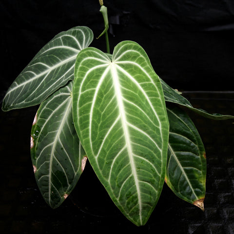 Anthurium villenaorum leaves with bold white venation against a dark background