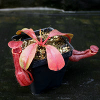 Nepenthes Song of Melancholy x (truncata x veitchii)-red, CAR-0147