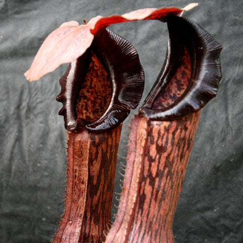 Two red Nepenthes Song of Melancholy x boschiana pitchers with dark maroon lips and speckled interiors.