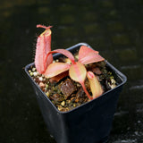 Nepenthes Song of Melancholy x (truncata x veitchii)-red, CAR-0147