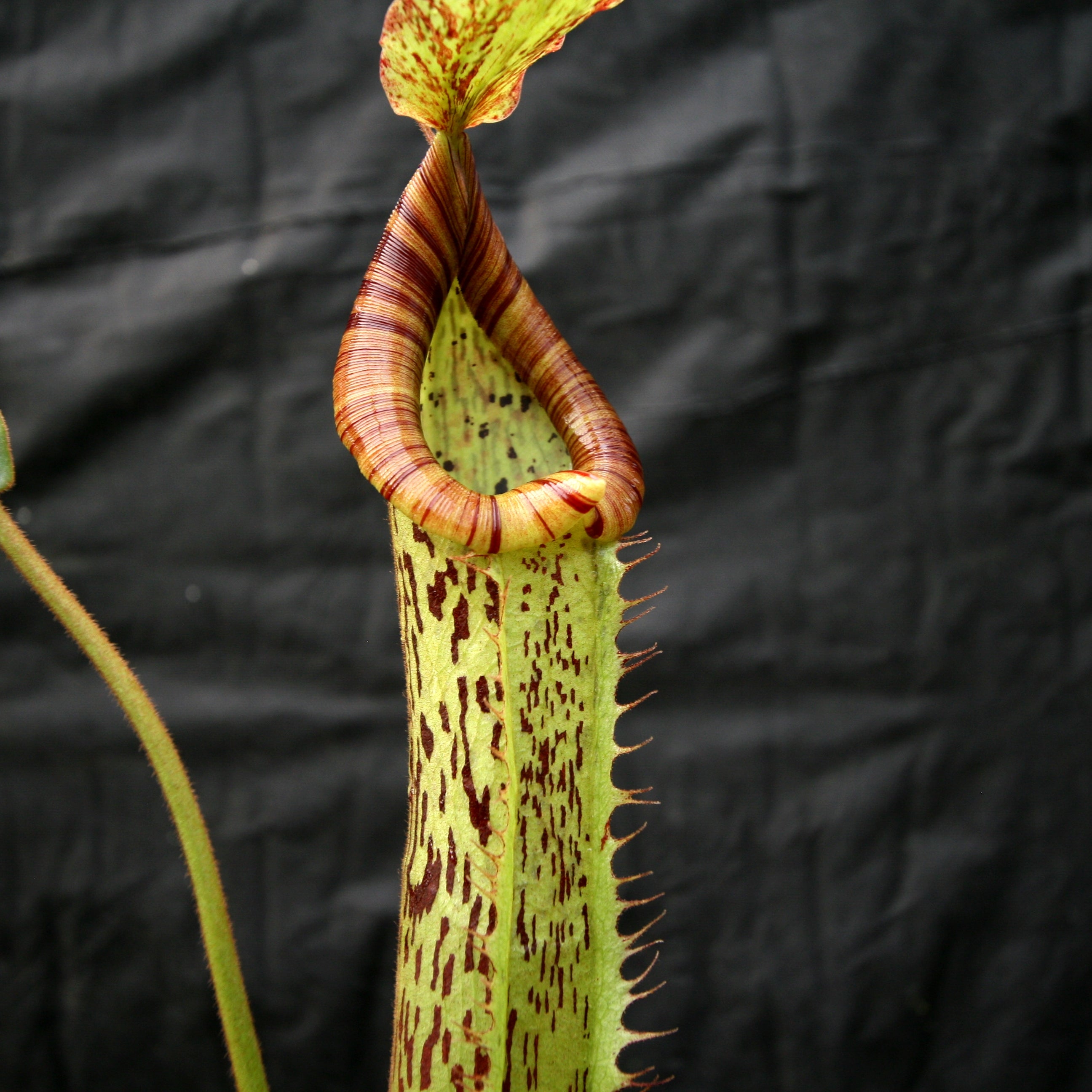 Nepenthes 'Splendid Diana' x platychila, CAR-0174 – Carnivero