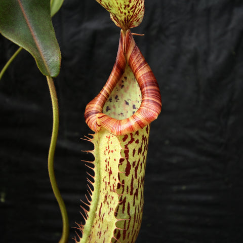 Nepenthes Splendid Diana x platychila pitcher plant with a tall pale yellow pitcher and red striped rim