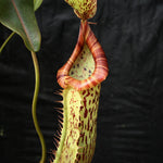 Nepenthes 'Splendid Diana' x platychila, CAR-0174