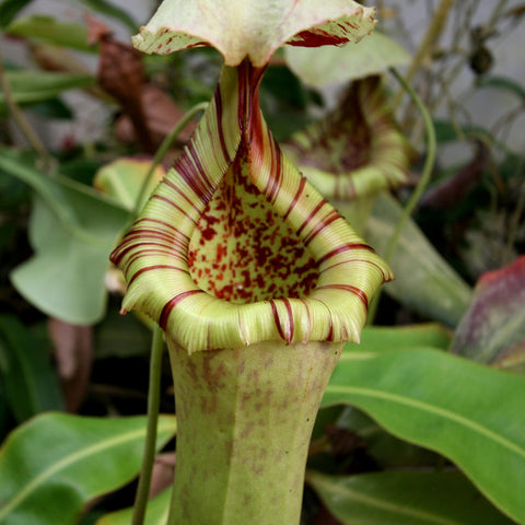 Close-up of Nepenthes sibuyanensis Patches x truncata giant pitcher with pale green body and red striped frilled rim.