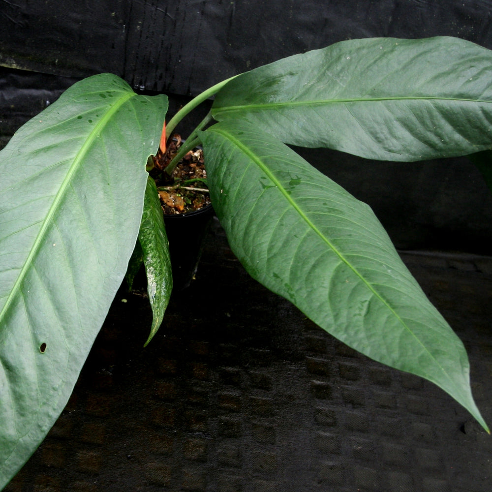 
                      
                        Anthurium cubense x pendulifolium (same cross as Big Bill)
                      
                    