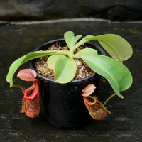 Nepenthes (Rokko x boschiana) x veitchii, CAR-0122