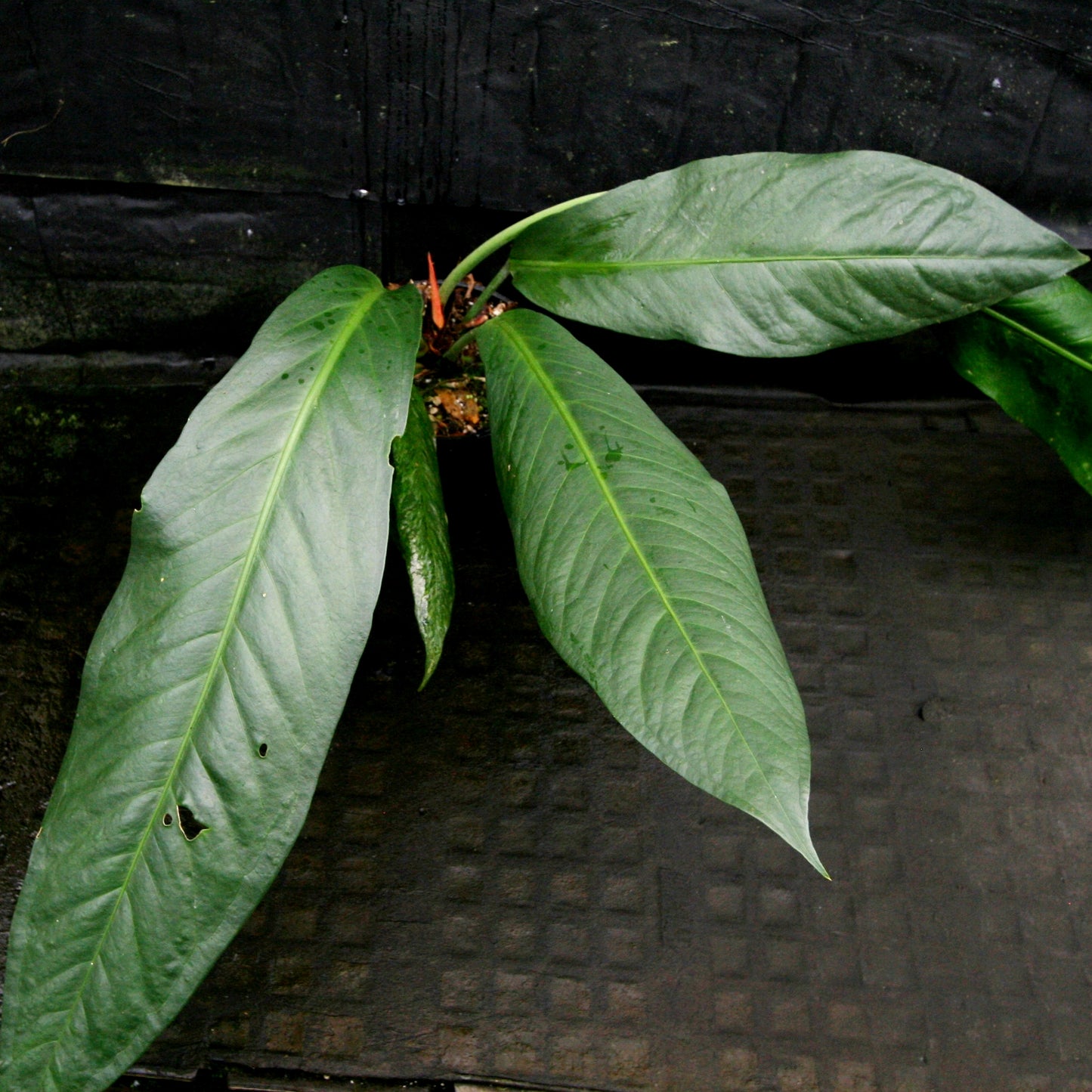 anthurium spectabile for sale Anthurium cubense x pendulifolium (same cross as Big Bill) – Carnivero